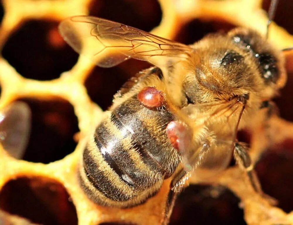 Как еще называют болезнь пчел. Клещ пчелиный варроатоз. Пчелиный клещ варроа. Клещи варроа у пчел. Варроатоз болезнь пчел.