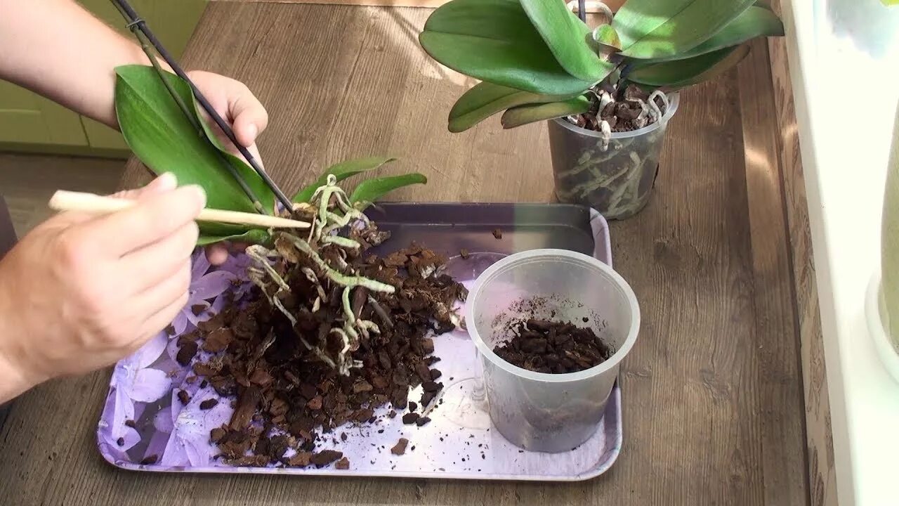 Орхидеи уход в домашних условиях полив пересадка