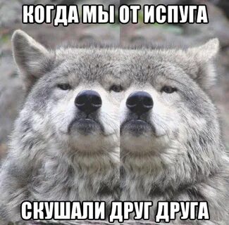 Волк бочка