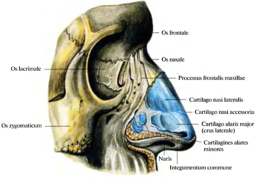 Строение наружного носа. Кости и хрящи носа анатомия. Анатомия носа хрящи носа. Полость носа анатомия Синельников. Атлас Синельников полость носа.