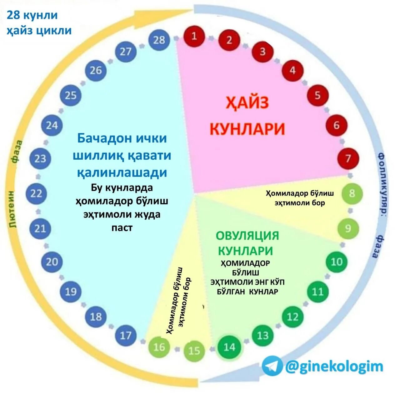 Цикл женской менструационного цикла. Возможность забеременеть по дням цикла. Цикл менструационного цикла и овуляция. Менструальныменструальный Уикд. Беременна начались месячные