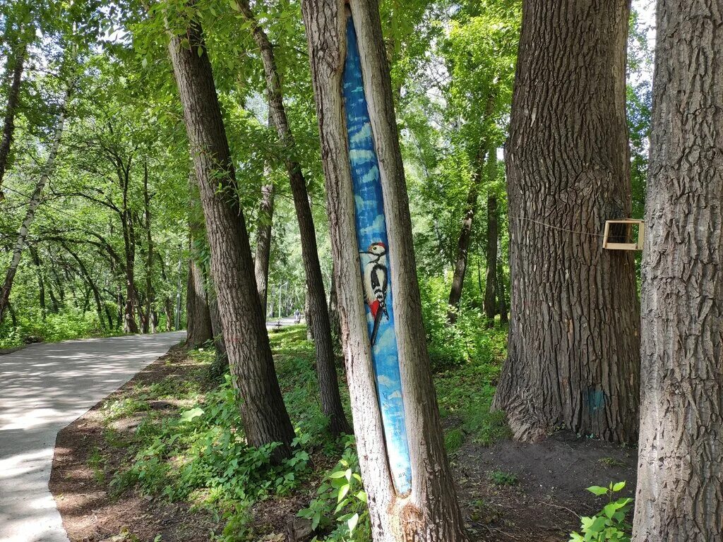 михайловская роща растительность. лесопарк михайловская роща, томск. михайловская роща-родники томск. михайловский парк томск. михайловская роща томск зима лето.