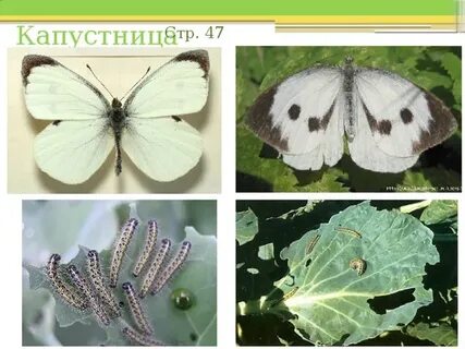 Капустница какое превращение