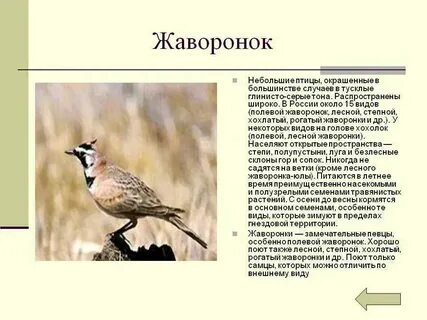 Жаворонки 1 едва различимые