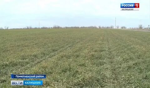 Погода село воробьевка республика калмыкия
