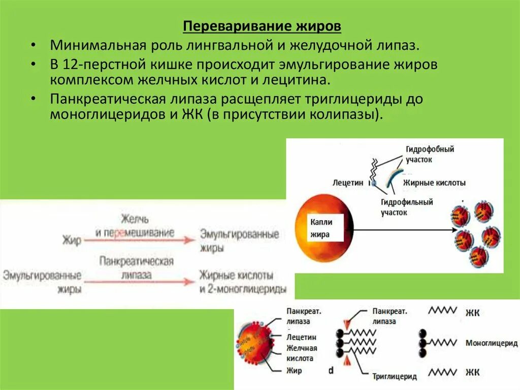 Ферменты расщепления липидов. Жиры в 12-перстной кишке эмульгирует:. Переваривание жиров. Роль желчных кислот и панкреатических липаз. Ферменты эмульгирования жиров.