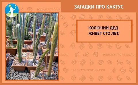 Загадка про кактус
