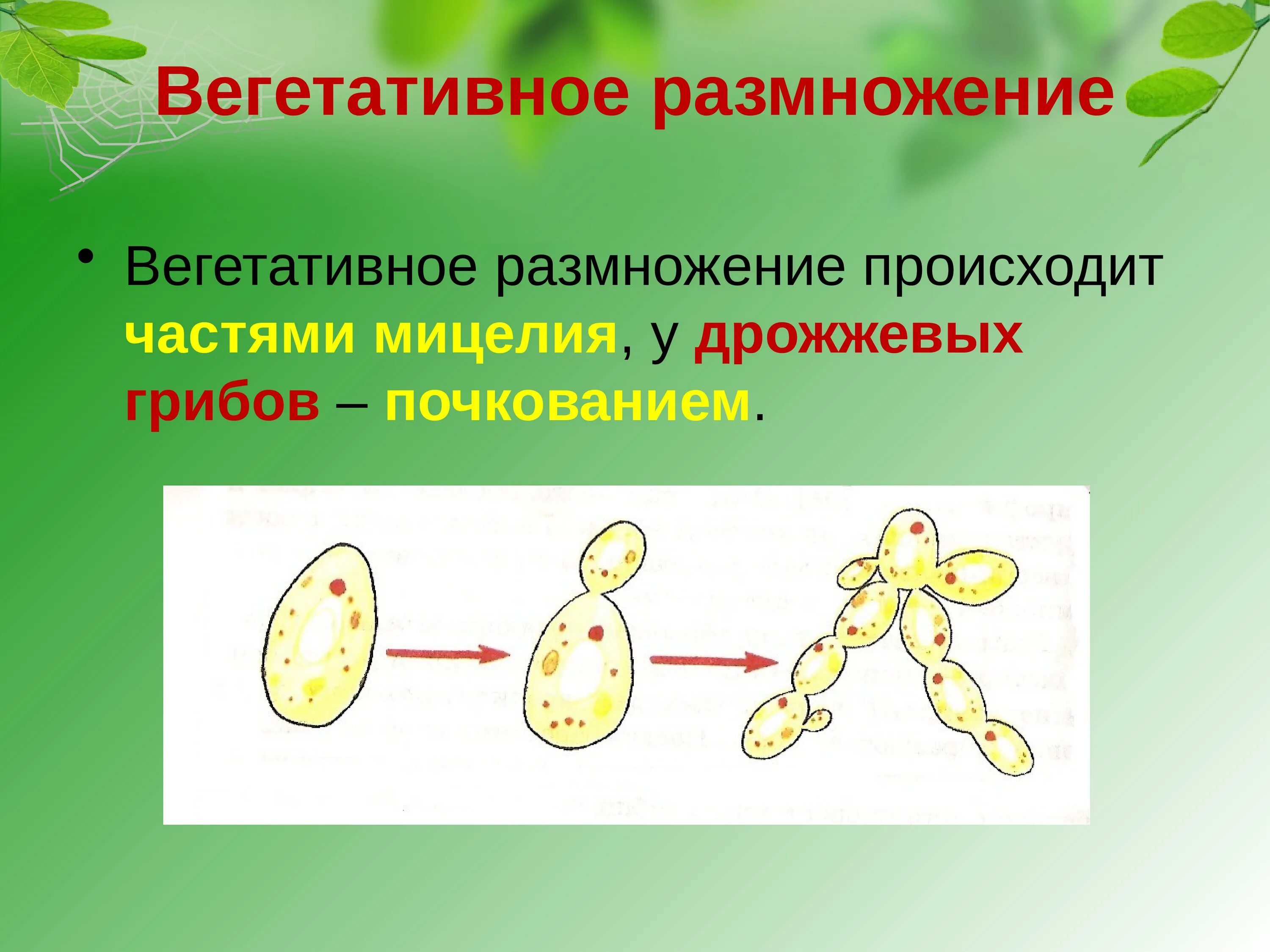 Вегетативное размножение. Вегетативное размножение почкование. Вегетативное размножение грибов. Почкование дрожжевых грибов.