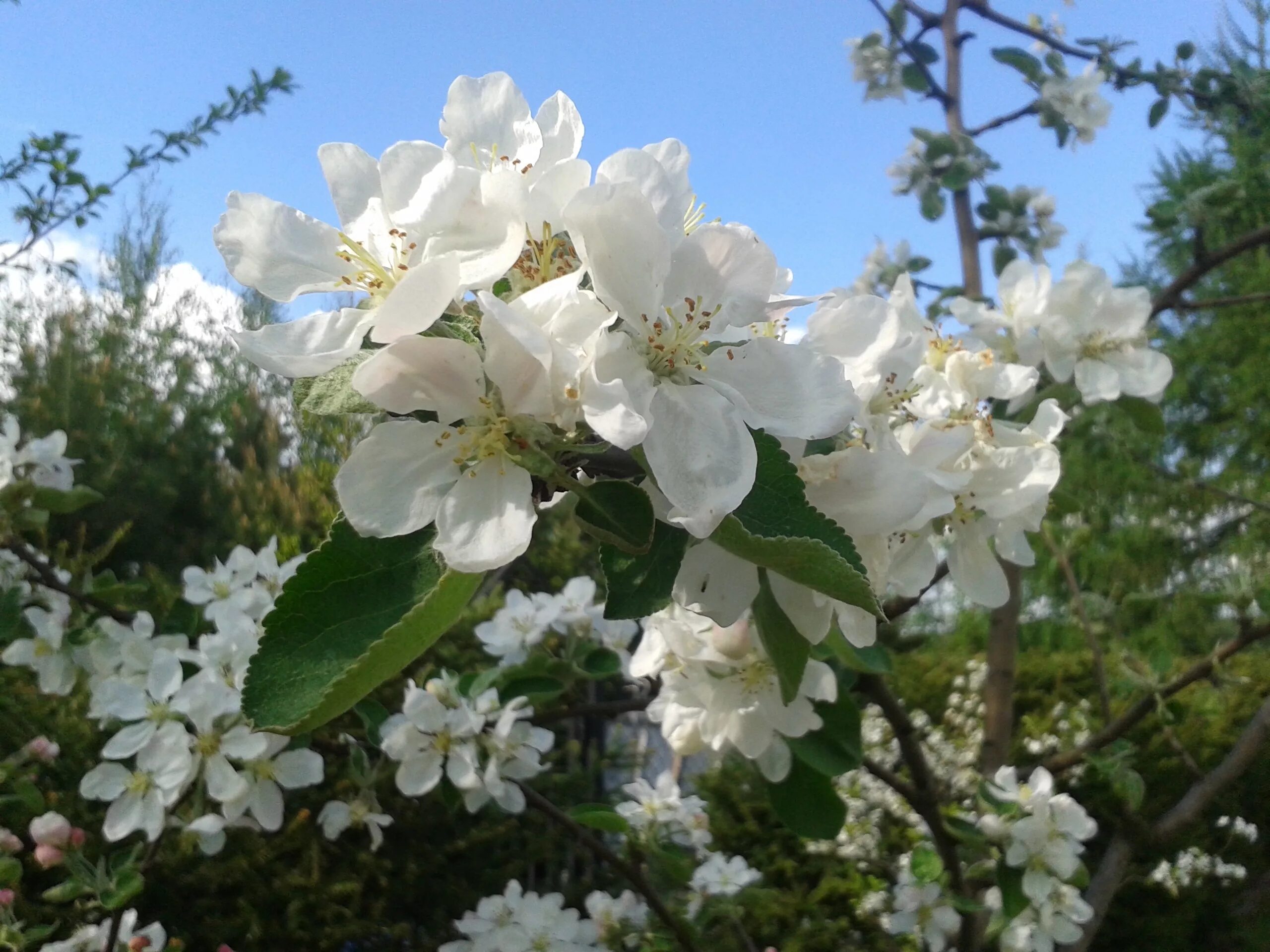 White spring. Уайт-спринг. Деревья цветущие белыми цветами. Дерево цветущее белыми цветами. Дерево цветет белыми цветами.