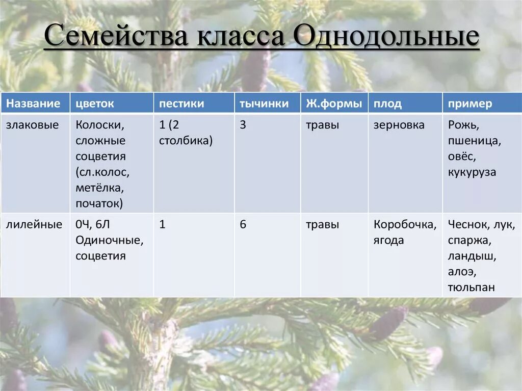 Тест класс однодольные 7 класс. Таблица класс Однодольные 7 класс биология. Таблица семейства класса Однодольные 6 класс биология. Таблица семейства однодольных растений 6 класс биология. Характеристика семейств класса Однодольные таблица.