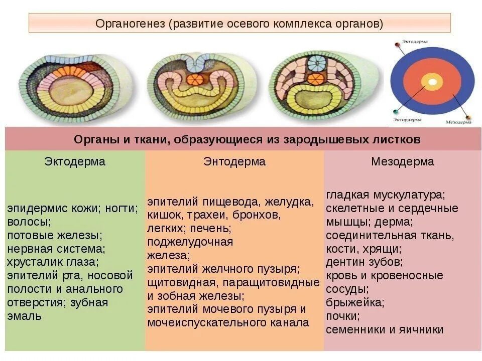 Три стадии характеризующие стадию органогенеза. Мезодерма эктодерма энтодерма эмбрион. Формирование энтодермы эктодермы и мезодермы. Комплекс осевых органов. Комплекс осевыхьорганов.