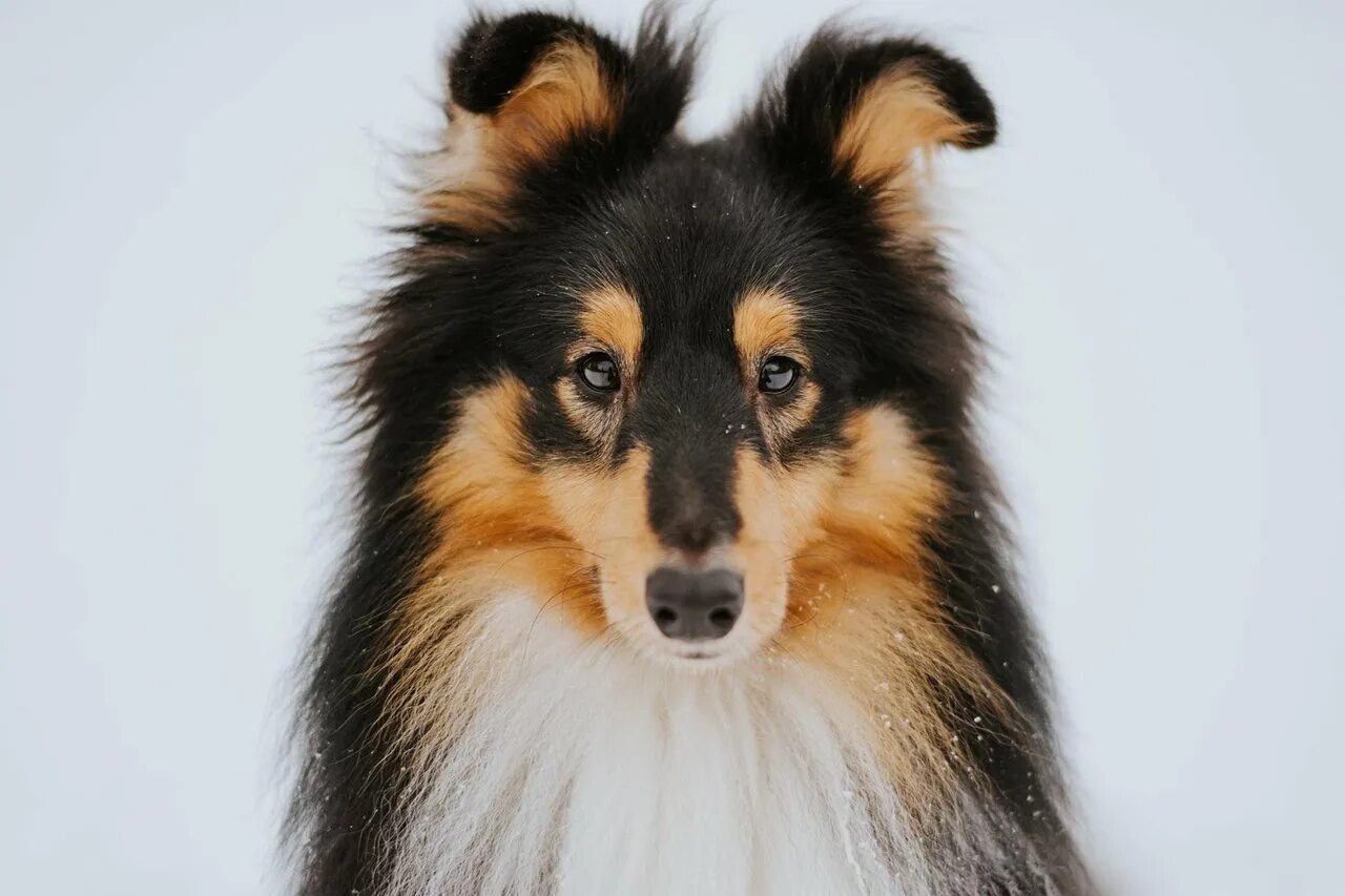 колли шелти. колли архитектор. колли триколор щенки. раф колли. шелти американского типа.