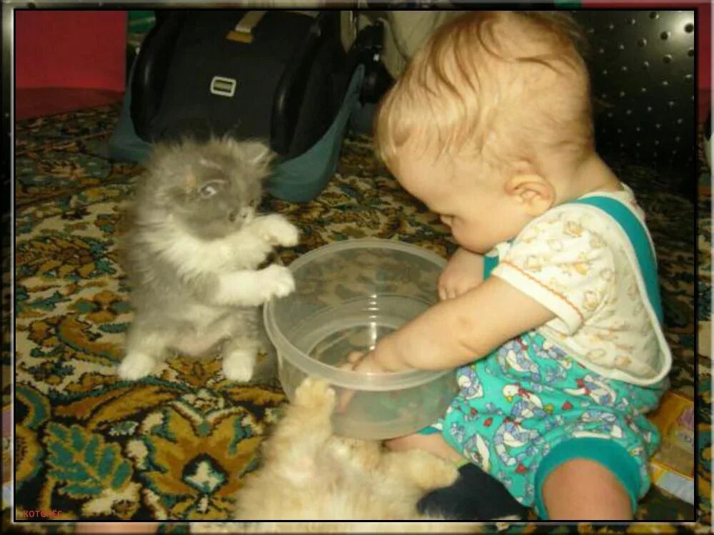 Котенок играет малыша. Кошка для детей. Дети играются с кошками. Персидская кошка и ребенок. Самые лучшие кошки для квартиры и детей.