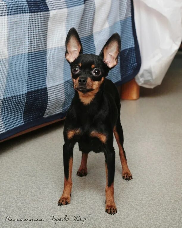 пражский крысарик длинношерстный. пражский крысарик ратлик. мини доберман цвергпинчер. порода пражский крысарик. пражский крысарик светлый.
