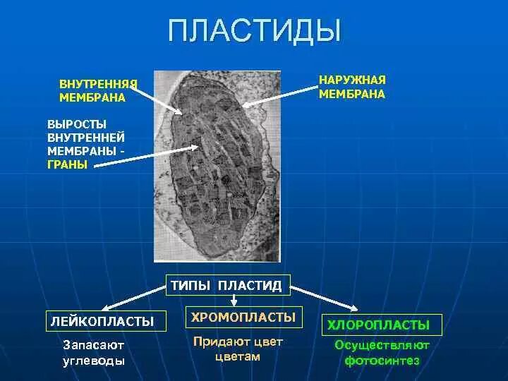 Какое строение считается