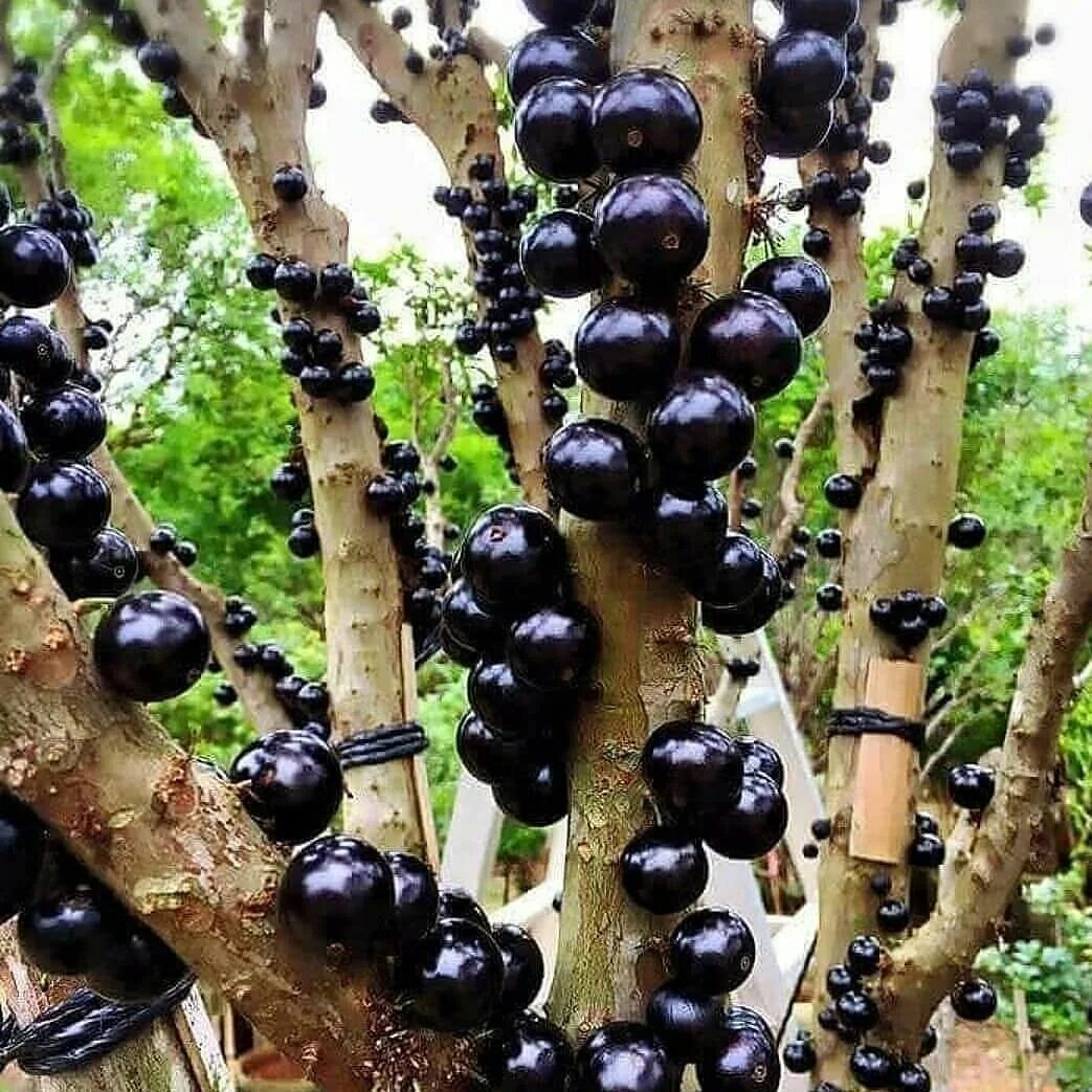 Jabuticaba Tree Photos and Premium High Res Pictures Getty Images