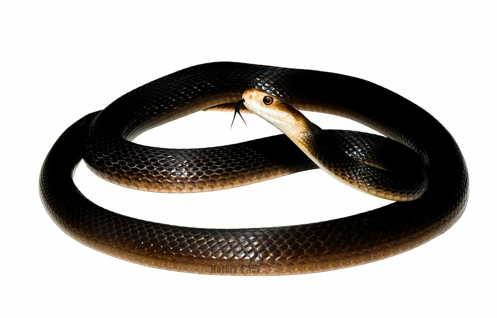 Тайпан минус. Coastal taipan. тайпан змея. черный тайпан.