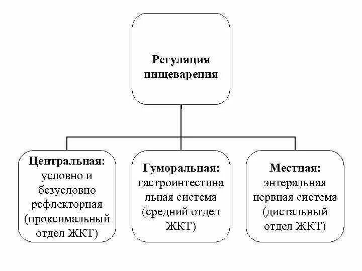 Регуляция питания 8 класс. Гигиена пищеварения питания презентация. Регуляция питания 8 класс. Регуляция пищеварения 8 класс биология. Регуляция питания 8 класс.