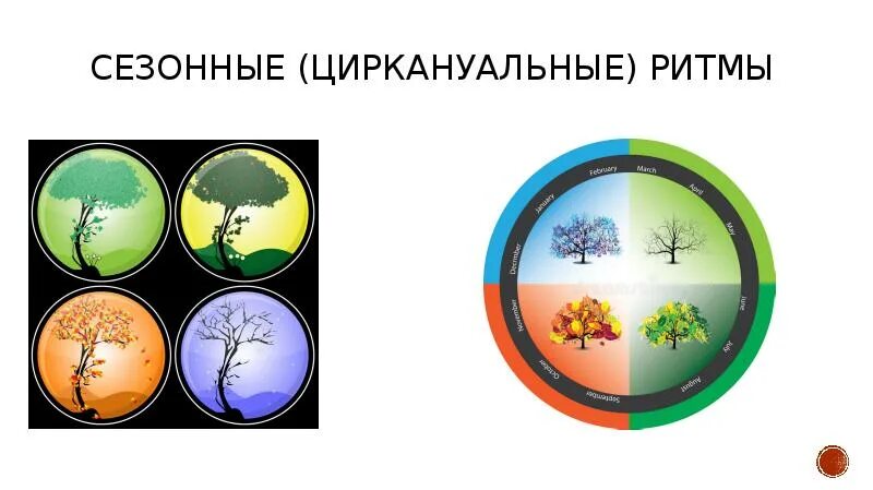 Сезонные ритмы в жизни растений. Сезонные биоритмы человека. Экологические биоритмы сезонные. Сезонные ритмы у животных. Биоритмы животных.