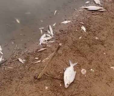 Филейский затон