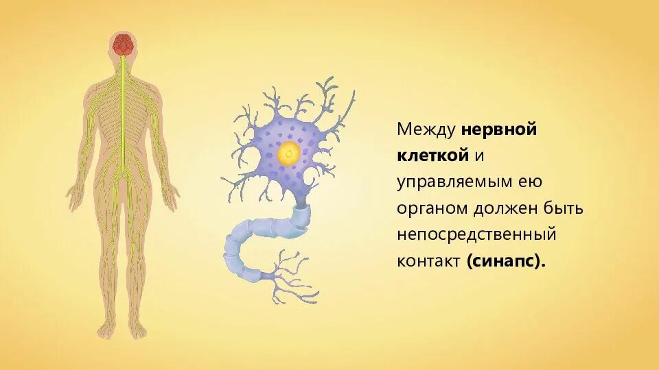 Орган объединяющий нервную и эндокринную систему