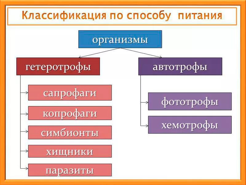 Процессы питания живых организмов. Классификация по способу питания. Способы питания схема. Классификация по типу питания. Гетеротрофный способ питания.