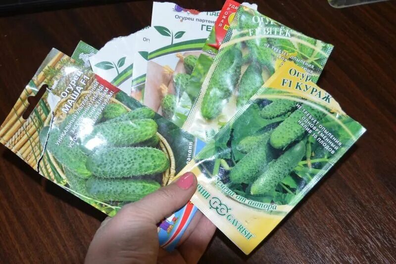 Огурец таганай f1 ®. Сорта огурцов самоопыляемые для засолки. Семена огурцов для сибири самоопыляемые. Огурцы на засолку семена. Лучшие сорта пучковых огурцов для теплиц.