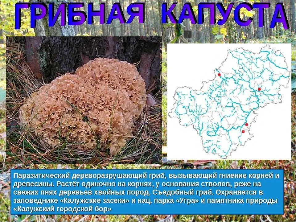 Краснокнижные грибы ленинградской области фото Что есть в лесу, кроме вездесущих белых грибов, а так же некоторые грибные приме
