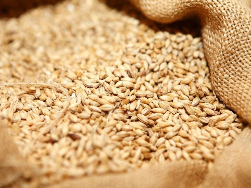 Зерно. Пшеница продовольственная. Резна пшеницы. Красивые зерна пшеницы. Куплю продажа зерна