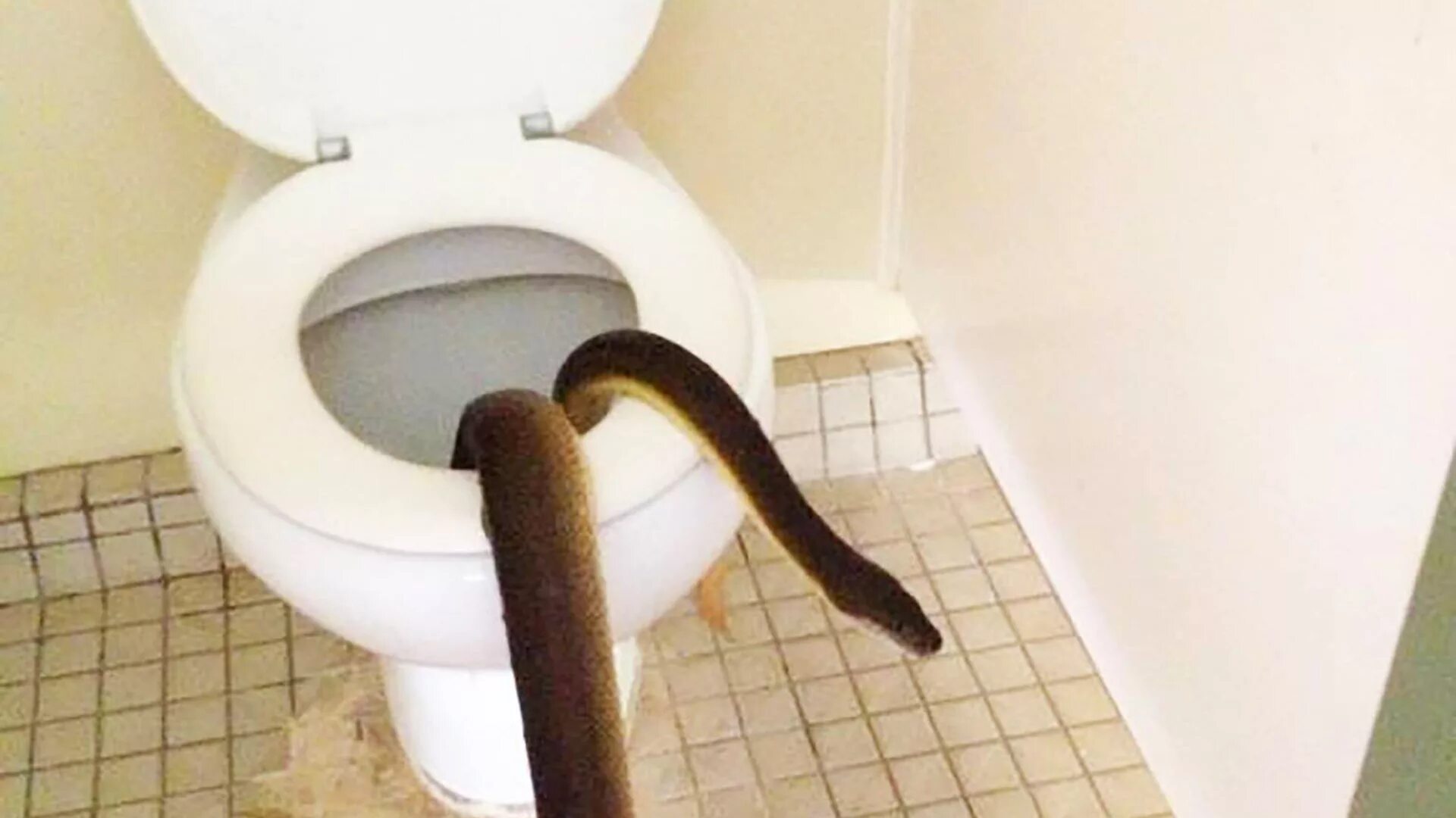 Необычные домашние животные. Собака гадит. Черный кот на унитазе. Собака какает. Рыжий кот на унитазе.