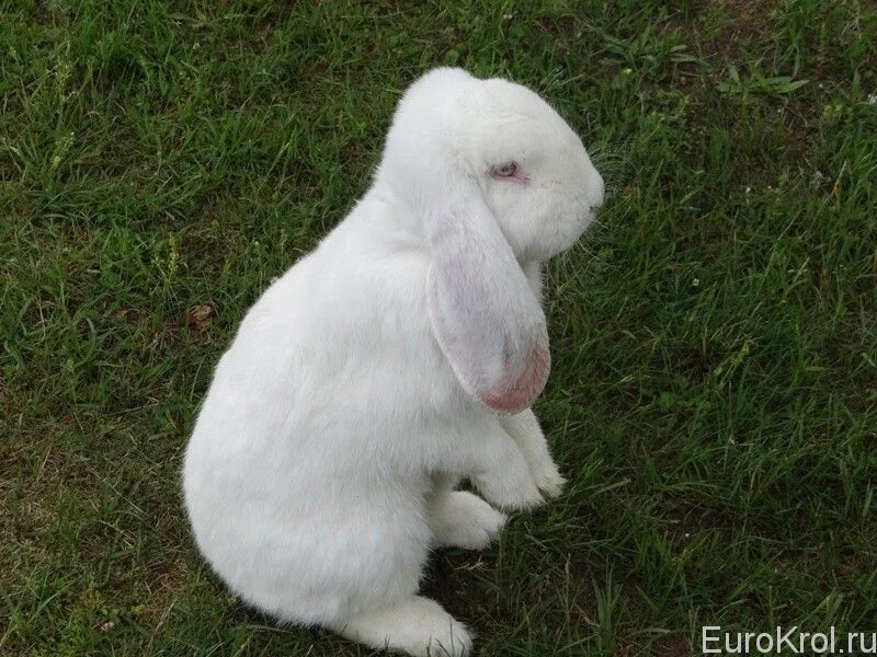 Кролик вислоухий баран белый. Белые вислоухие бараны. Кролик баран вислоухий великан. Кролик французский баран белый.