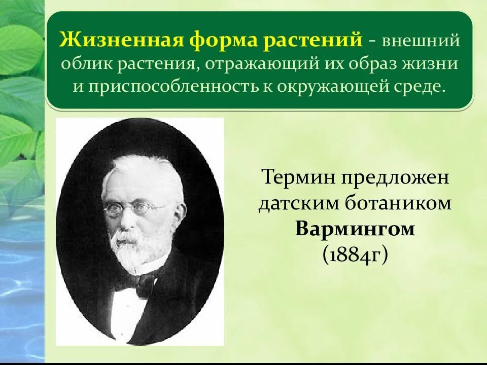 Заполните таблицу признаки жизненная формы "Папоротники, хвощи, плауны" ПРЕЗЕНТАЦИЯ ДЛЯ УРОКА БИОЛОГИИ В 5 КЛАССЕ