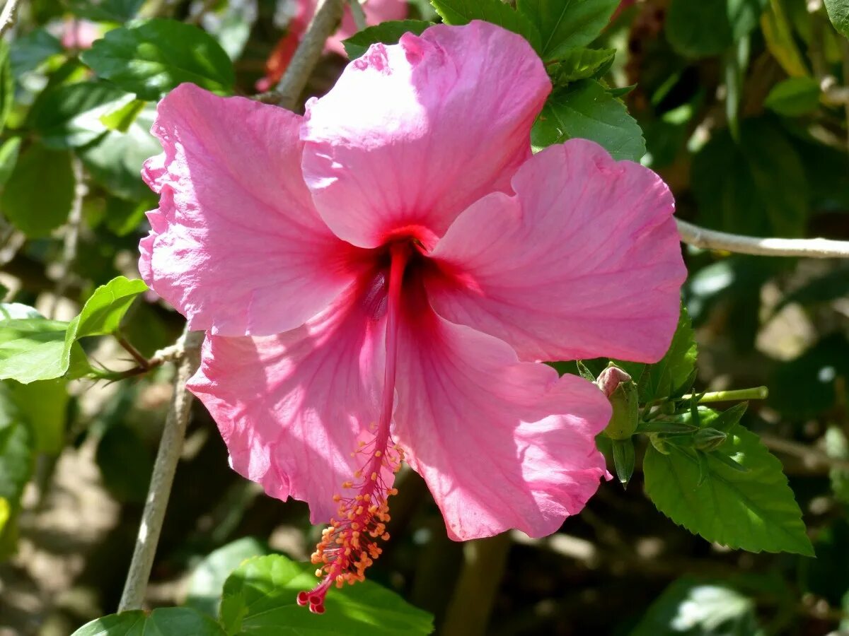Free Image on Pixabay Hibiscus, Flower, Pink, Plant Flowers, Hibiscus rosa sin