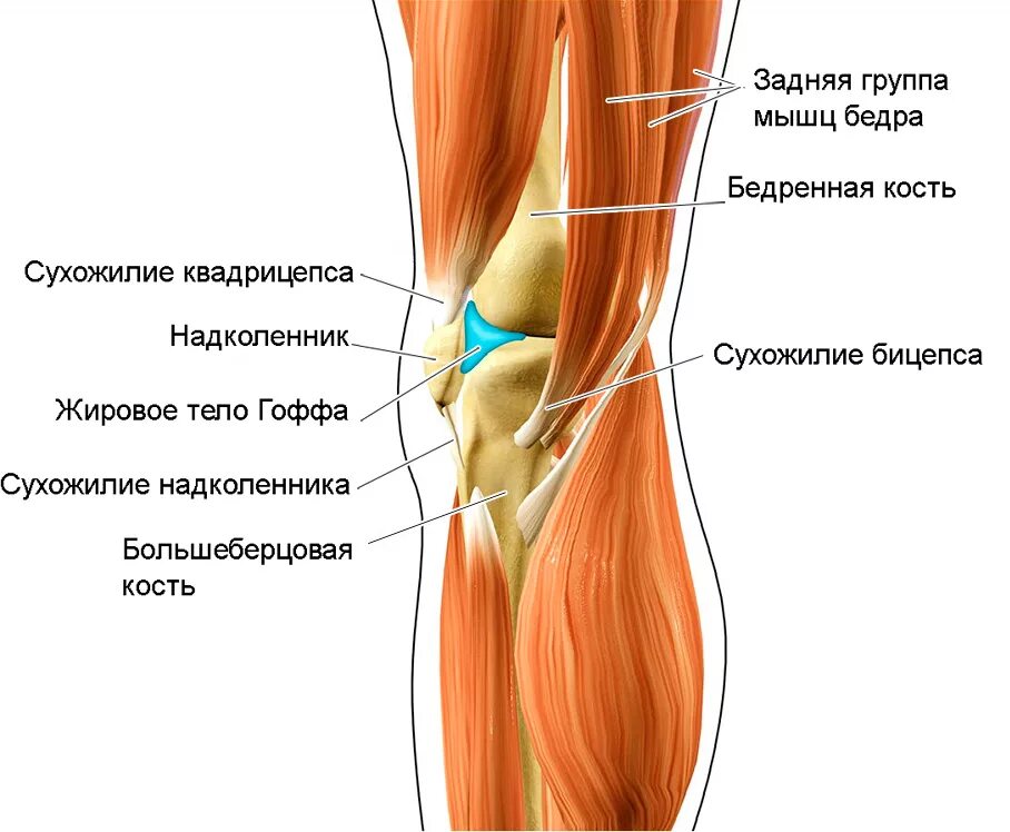 Клетчатка коленного сустава. Жировая подушечка гоффа. тело гоффа коленного сустава. жировое тело гоффа коленный сустав. клетчатка гоффа коленного сустава.