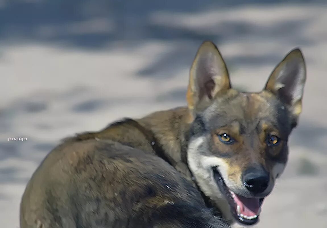 Канадский волкособ вольфхунд. Собака волкособ. Полу волк. Волкособ канадский черный волк. Чехословацкий влчак гибрид.