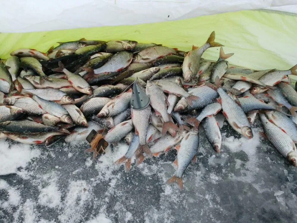 Ладожское озеро бухта глубокая рыбалка. Питерские водоемы. Клуб рыбаков. Рыбы питерских водоемов.