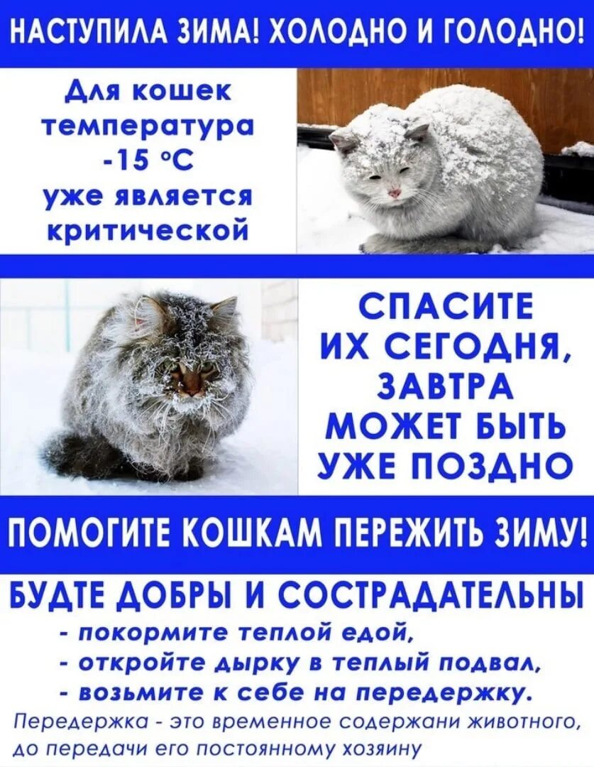 Какую температуру выдерживают коты зимой