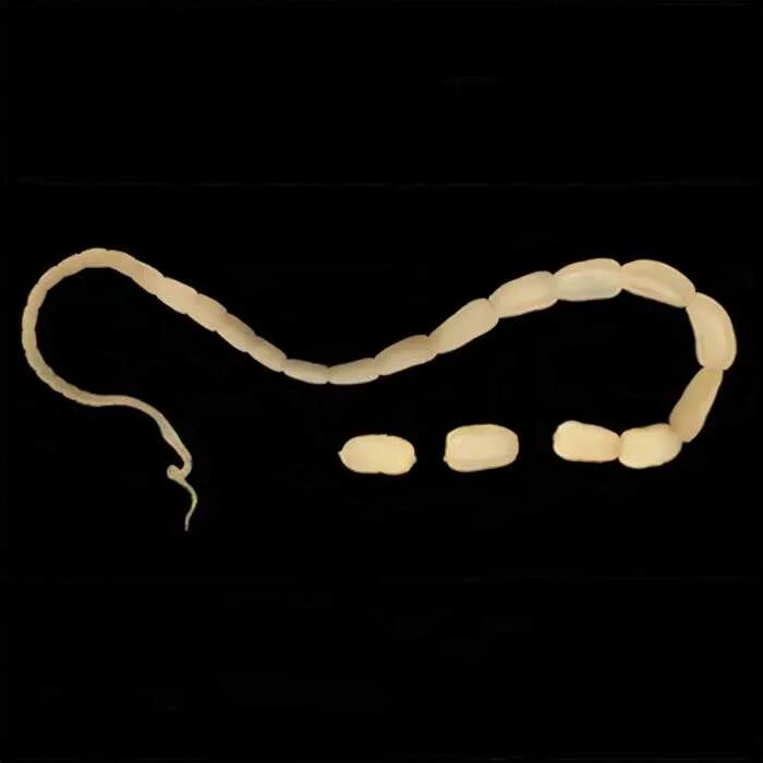 Hymenolepis nana под микроскопом. Ленточный цепень у кошки. Цестоды ленточные гельминты у кошек. Карликовый цепень препарат. Маленький цепень.