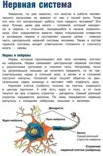 Отросток нервной системы 5