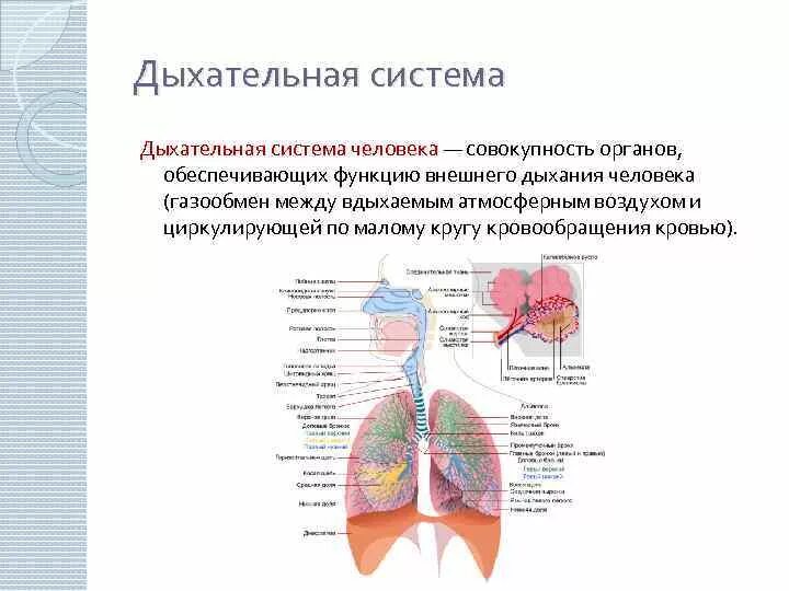 Функции дыхательной системы человека схема. Дыхательная система обеспечивает. Система дыхания человека таблица. Дыхательная система органы в системе и функции.