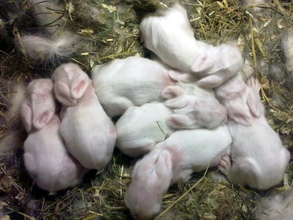 Декоративные рожденные крольчата. Животное определяющее беременность