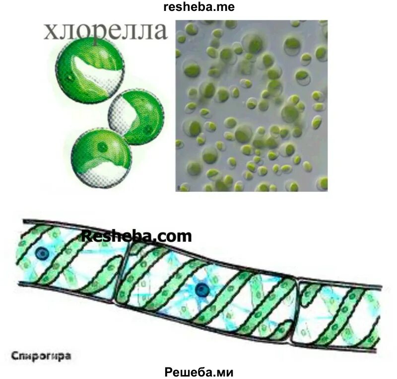 Среда обитания хлореллы. Хламидомонада • спирогира • хлорелла. Ламинария хлорелла спирогира. Спирогира одноклеточные или многоклеточные. Многоклеточная водоросль спирогира.