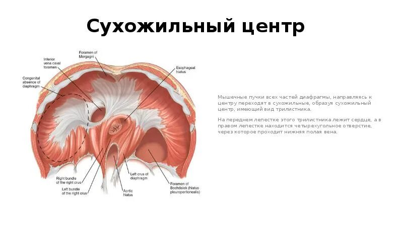 Диафрагма 131. Сухожильный центр диафрагмы. в сухожильном центре диафрагмы расположено. в сухожильном центре диафрагмы имеются отверстия:. диафрагма образует сухожильные.