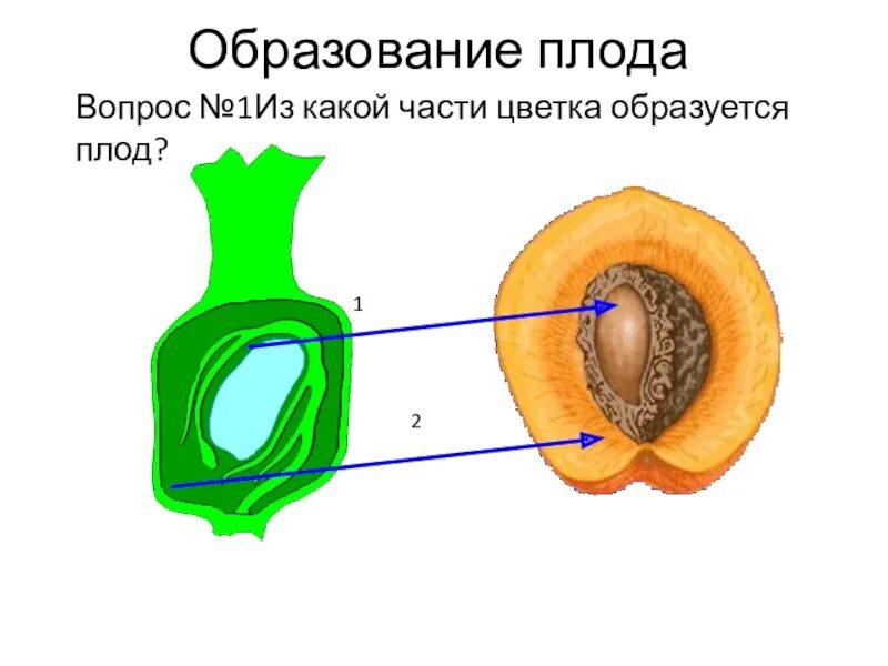 Почему плоды образуются. Из какой части растения образуется плод. Плод развивается из. Плоды образуются. В какой части цветка образуется плод.