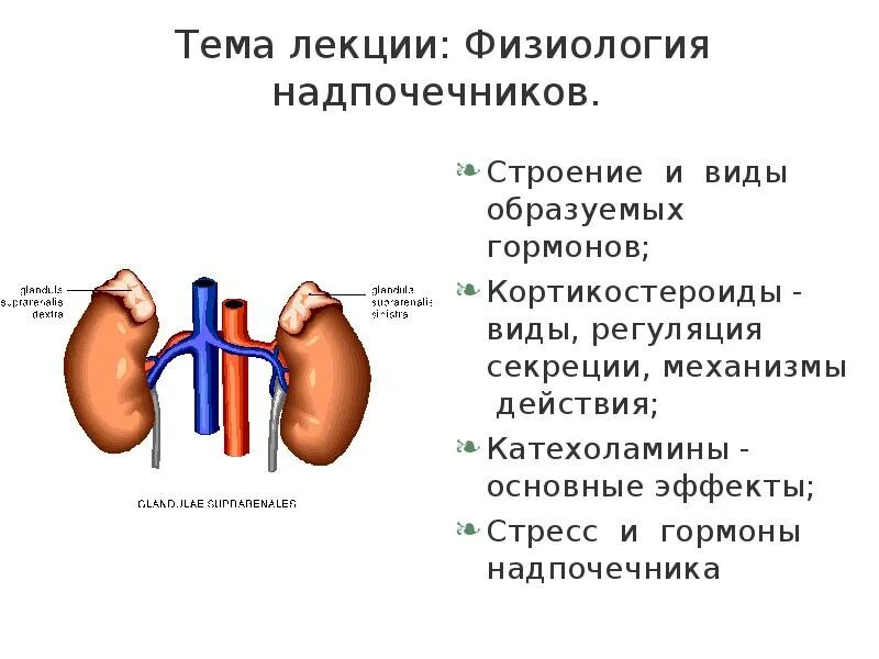 Что выделяют надпочечники. Функции гормонов коры надпочечников физиология. Строение надпочечников и регуляция. Надпочечники, строение, гормоны и их функция. Регуляция функций надпочечников физиология.