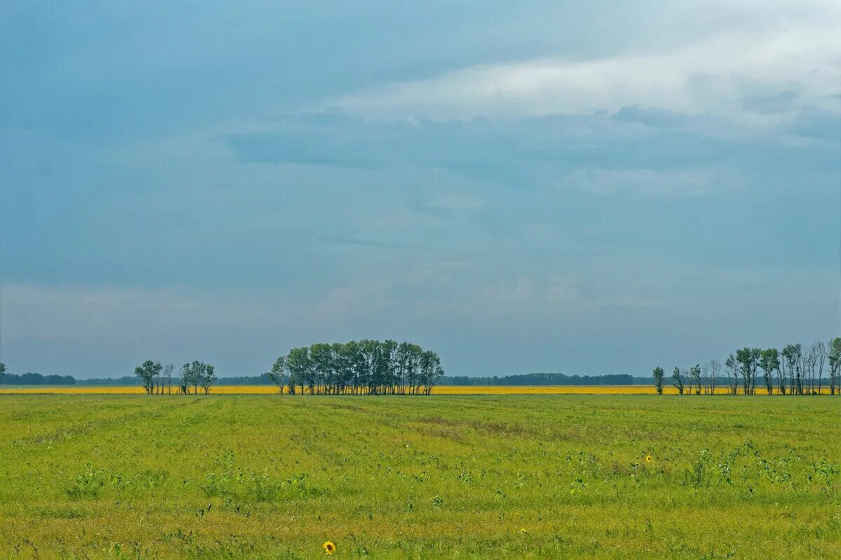 кулундинская низменность алтай. кулундинские степи алтайский. кулундинская степь. кулундинская степь алтайский край. кулундинская степь алтайский край.