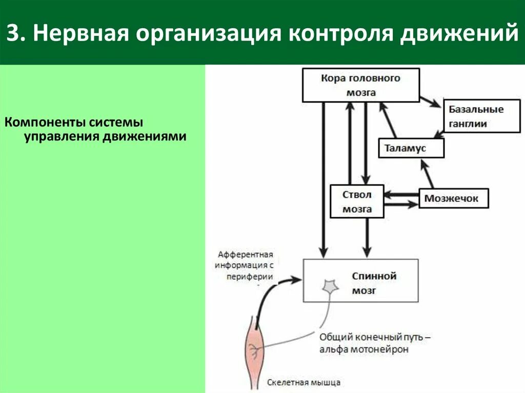 Нарушение организации движений. Нервная организация контроля движений. Организация системы управления движений. Система движения физиология. Афферентная организация движений.