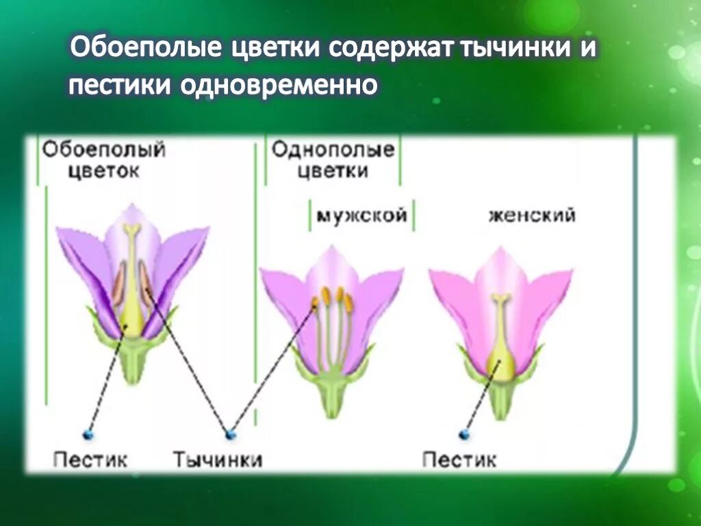 Называется обоеполым. Размножение растений пестик тычинка. Обоеполый цветок. Растения с обоеполыми цветками. Пестики и тычинки у цветка.