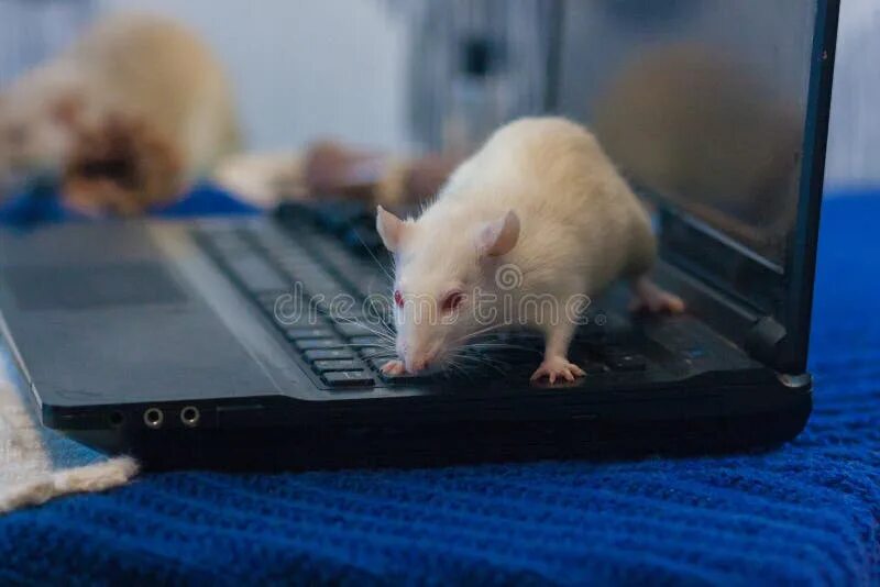 Rat hacking