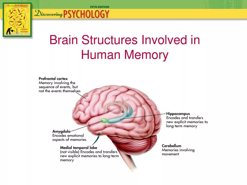 Human Brain structure. Physical structure of the Human Brain. Memory structures Brain. Human Brain Project презентация.